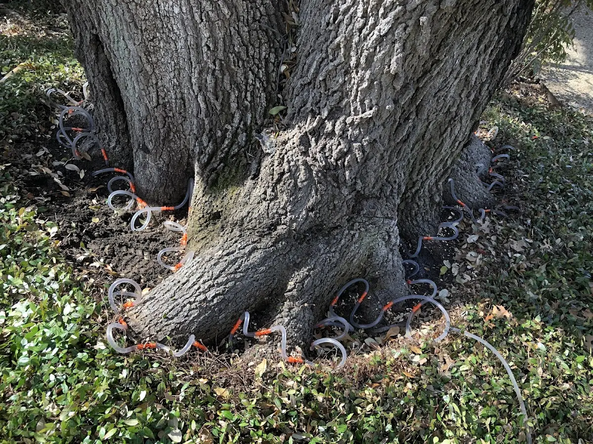 Detailed Tree Cabling and Bracing job site in Burns